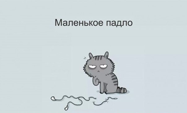 10 популярных характеров котов