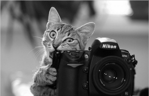 Животные модели