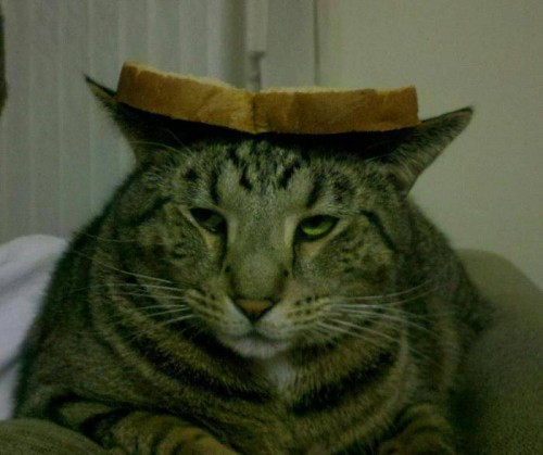 Кото бутерброды
