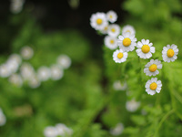 Полевые цветочки