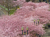 Цветение сакуры