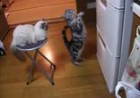 Котейка танцует 2