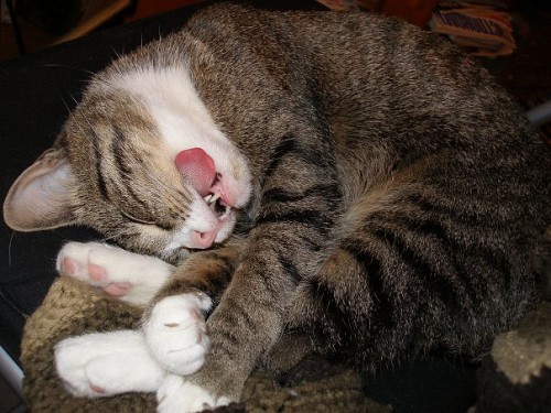 Ленивые животные