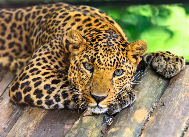 Цейлонський леопард