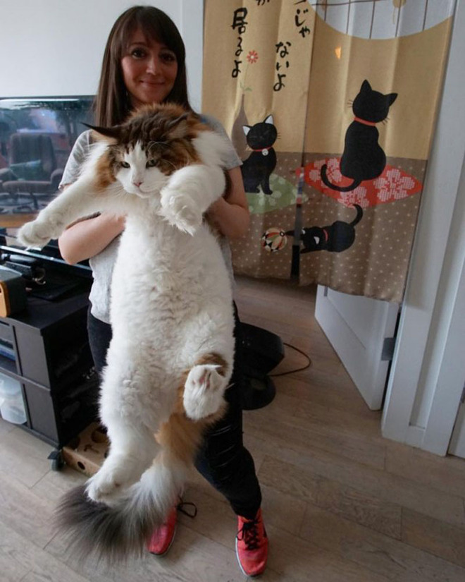 Самсон - самый толстый котик в мире