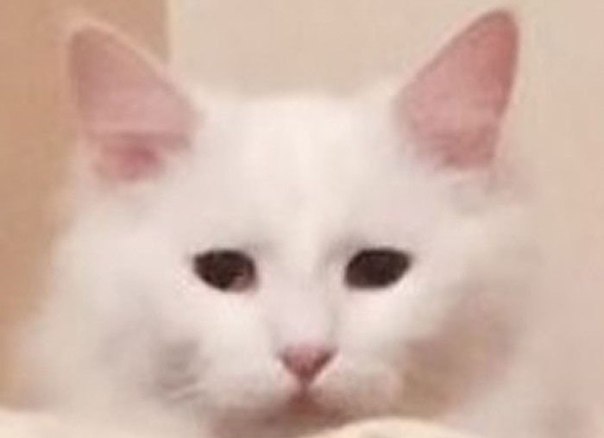 Самый ревнивый кот