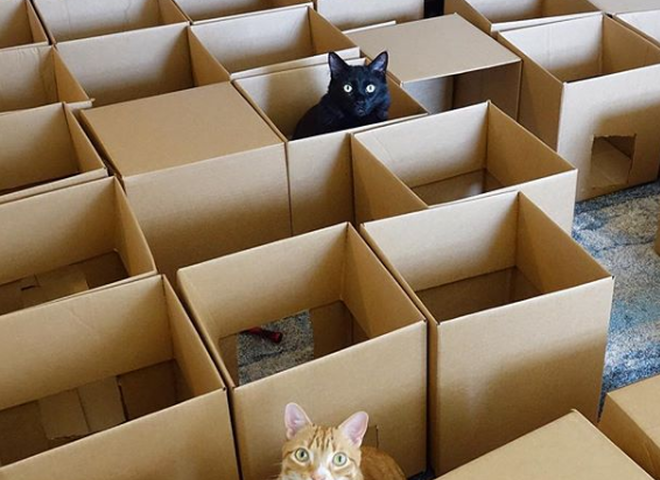 Американський блогер побудував своїм котам лабіринт з 50 коробок (відео)