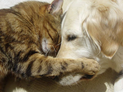 Коты и собаки - лучшие друзья