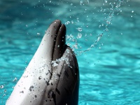 Милый снимок с дельфином