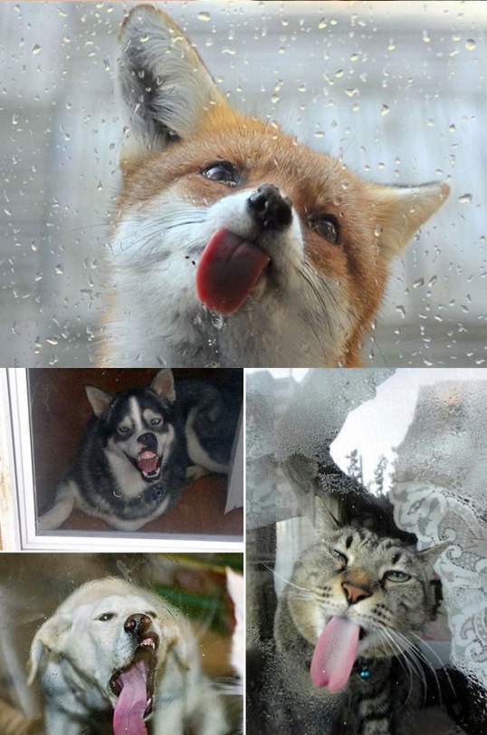 Няшки у стекла