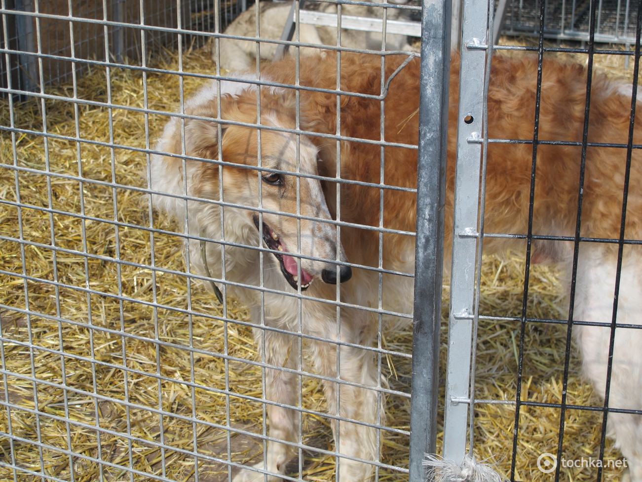 Цирк Кобзов