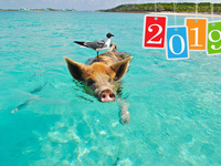 Крутая открытка на Новый год 2019 свиньи