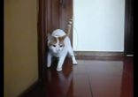 Краш тест домашнего кота ))))