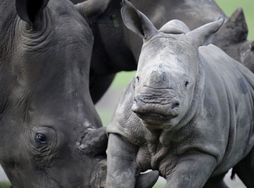 Диковинная фауна