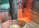 Мадагаскарские лемуры Мадагаскарские лемуры