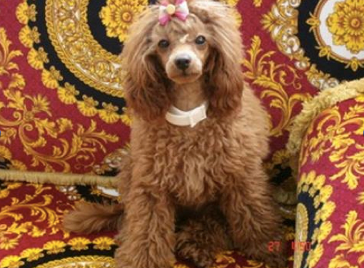 Камалія та її улюбленці