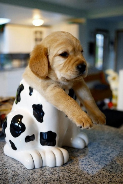 Щенята - застряваки