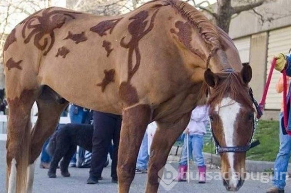 Уникальные лошади с дизайнерскими узорами