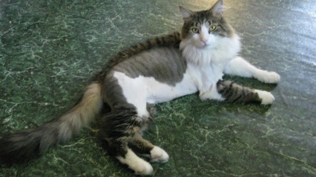 Мой хозяин - идиот