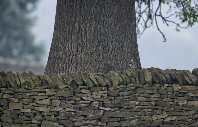 Найди сову. Маскировка: уровень Бог