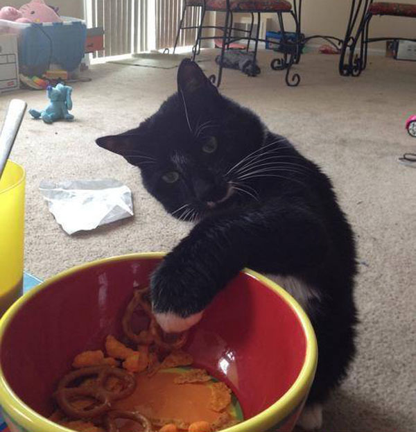 Самые очаровательные воришки