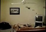 Cat_swinging_on_fan