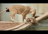 Львиц искупала детеныша