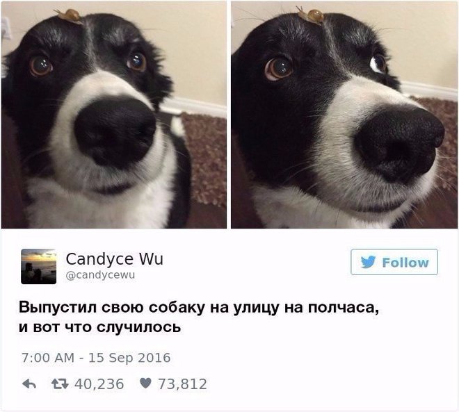 Как же их не любить?