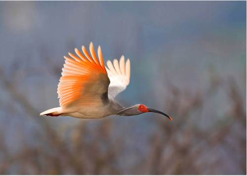 Самые редкие птицы