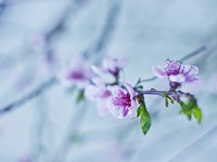 Нежные ветки