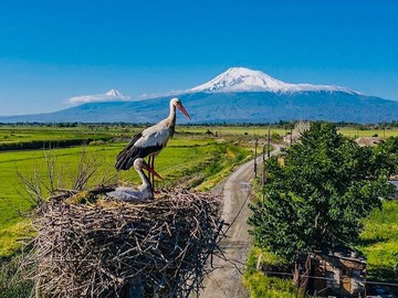Армения