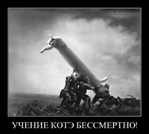 Демотиваторы про котэ