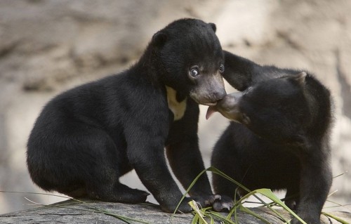 Чудо скотинушки:)