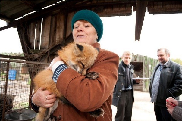 Самые милые домашние лисички