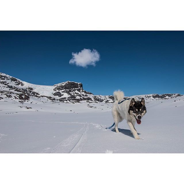 хаскі Акіак 