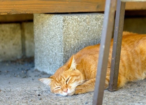 Пойми меняу