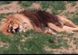 Льву снится кошмар