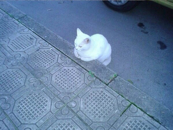 Белая котейка в ожидании