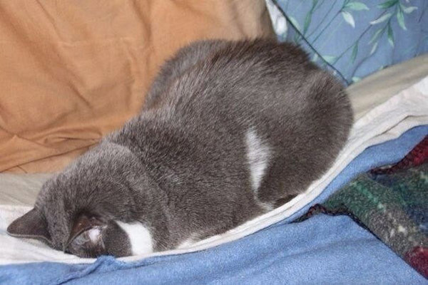 Котейки ушли спать. Няшная подборка