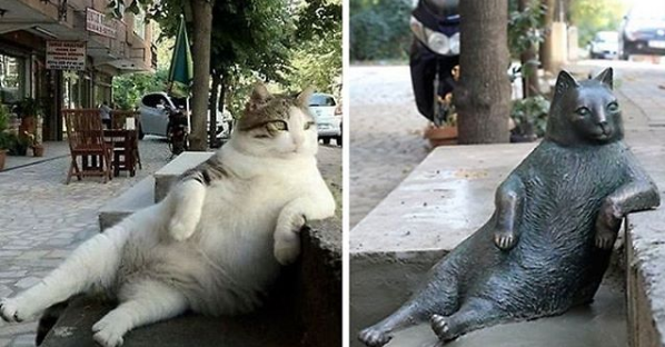В Стамбуле установили памятник задумчивому коту, ставшему интернет-мемом