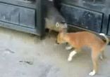 Пёсик и обезьяна