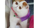 Кот Снупи Кот Снупи