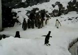 Самый весёлый Пингвин