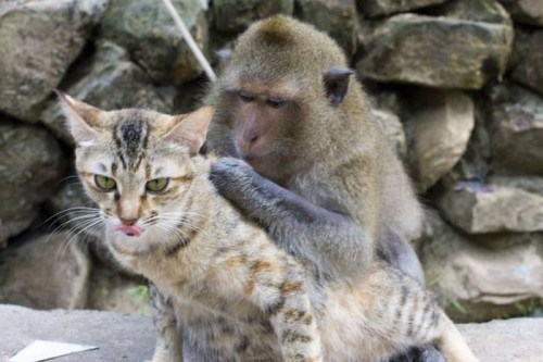 Котолюбивая обезьянка