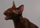 Котик ржет
