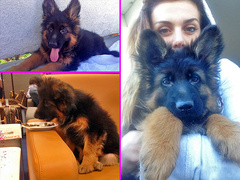 Анна Седокова