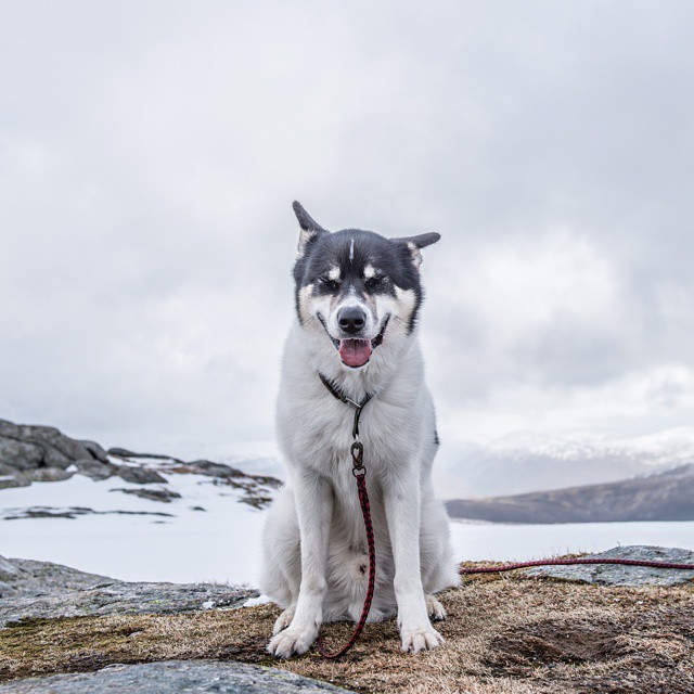 хаскі Акіак 