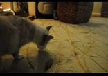 Кошечка застряла