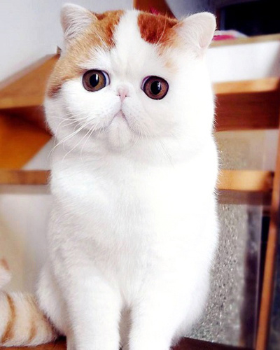 Глазастый кот Снупи