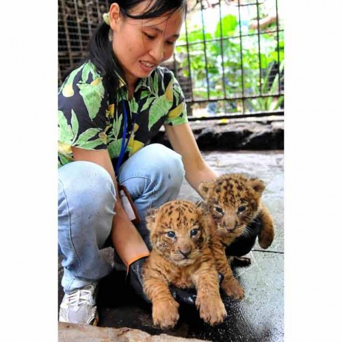 Детеныши диких животных